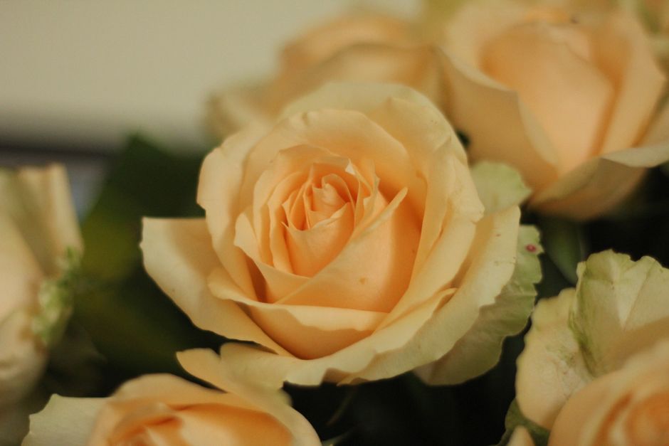 rose .jpg