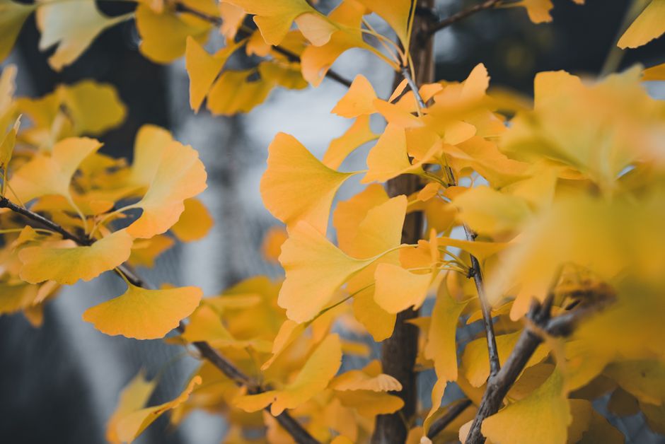 Ginkgo Blätter